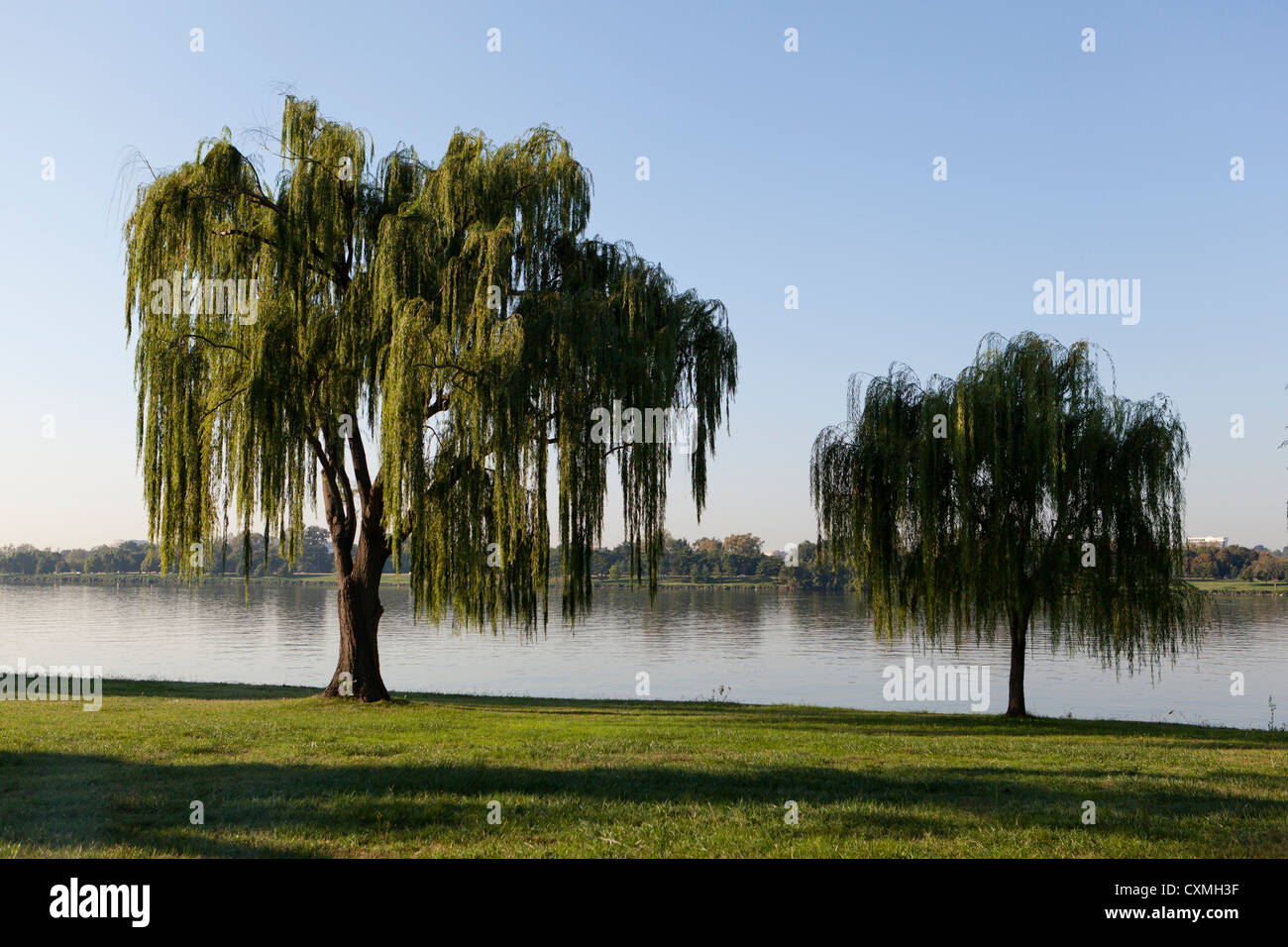 Gli alberi di salice su riverbank Foto Stock