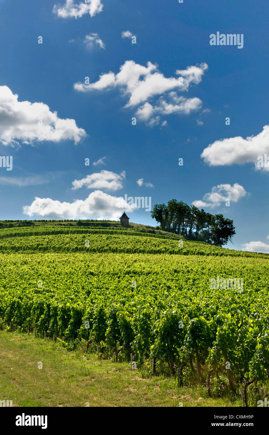 Vigneto di Saint Emilion, Gironde, Aquitania, in Francia, in Europa Foto Stock