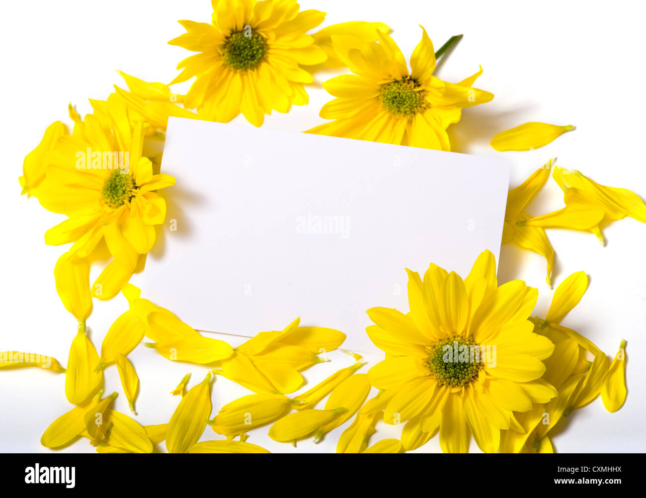 Una nota di colore bianco-scheda su uno sfondo bianco circondato da margherite di colore giallo con spazio di copia Foto Stock
