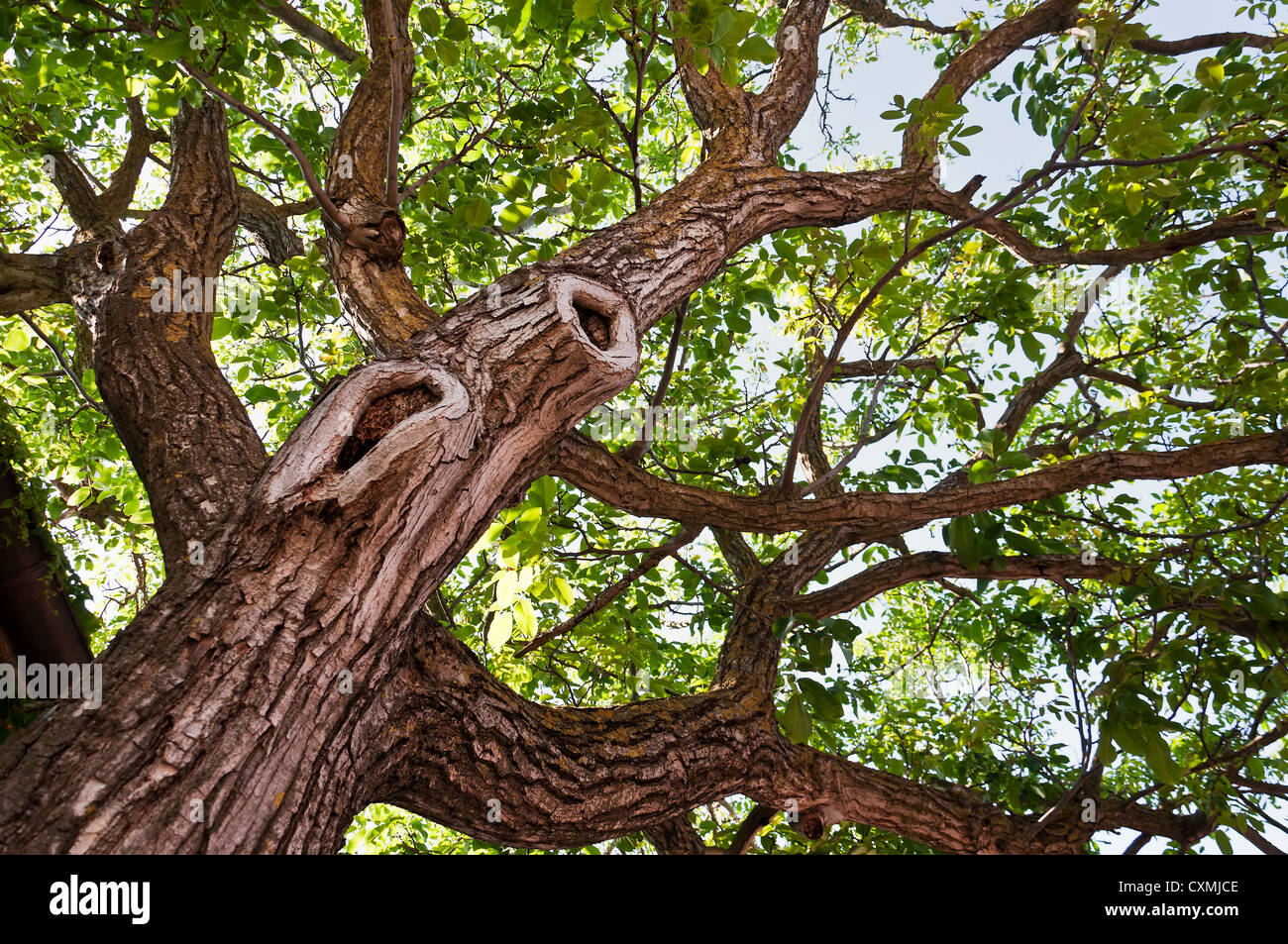 Grande albero visto dalla parte inferiore in un parco italiano Foto Stock