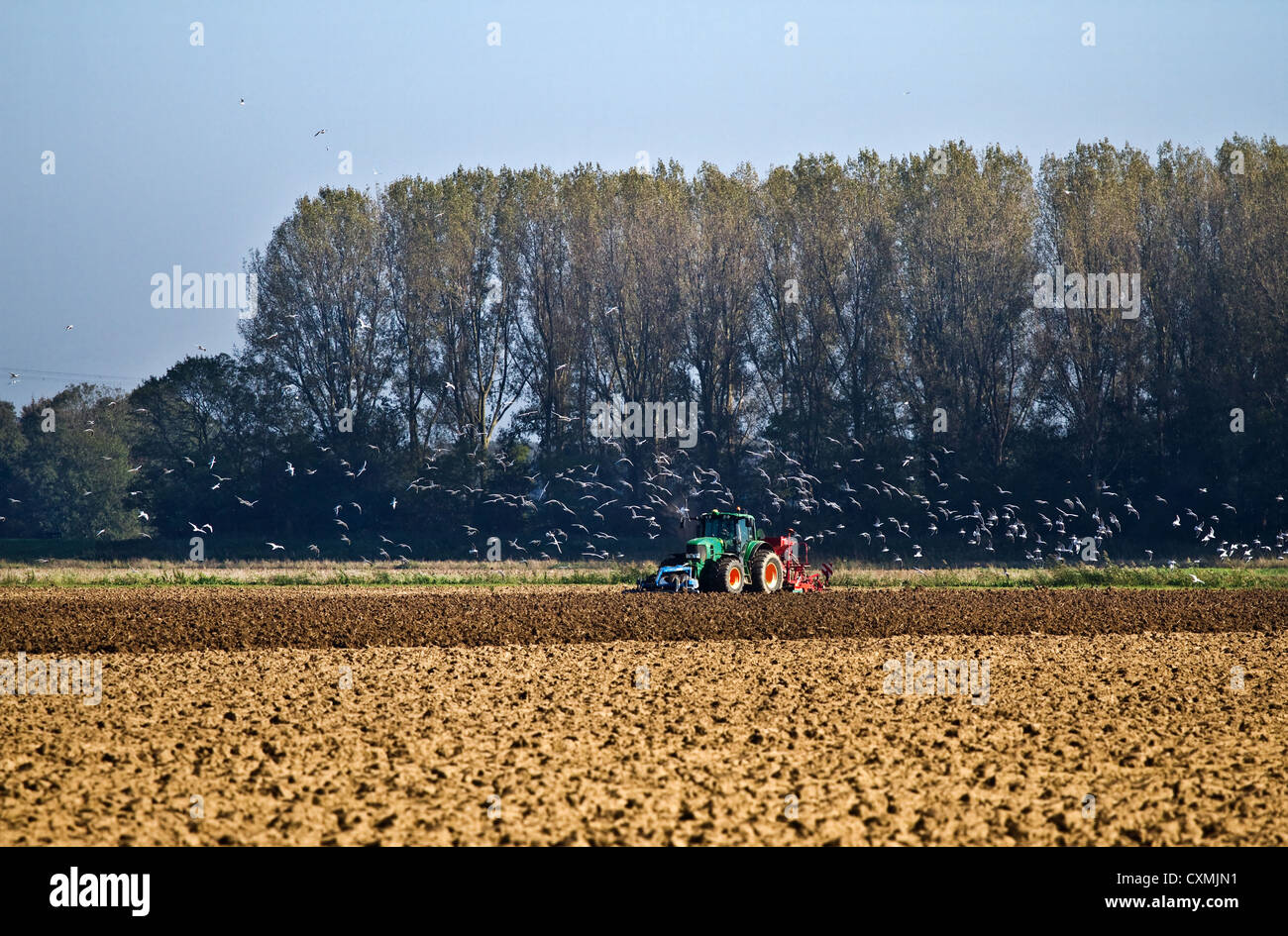 Aratro del trattore sul campo con uno sciame di uccelli alla ricerca di cibo Foto Stock