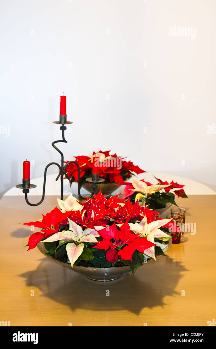 Impianto di natale, Poinsettia o Euphorbia pulcherrima come decorazione su un tavolo in dicembre - immagine verticale Foto Stock