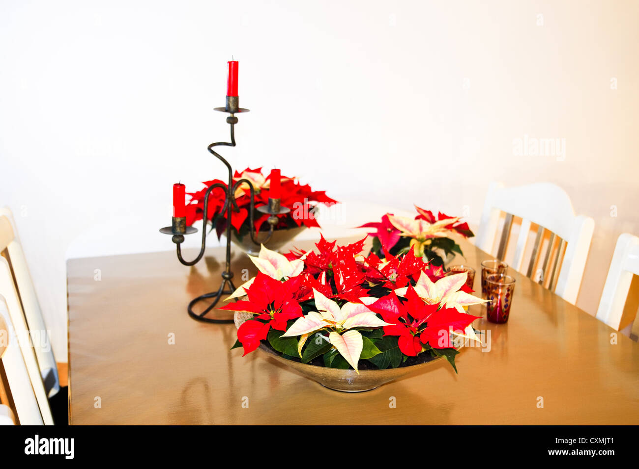 Impianto di natale, Poinsettia o Euphorbia pulcherrima come decorazione su un tavolo in dicembre - immagine orizzontale Foto Stock