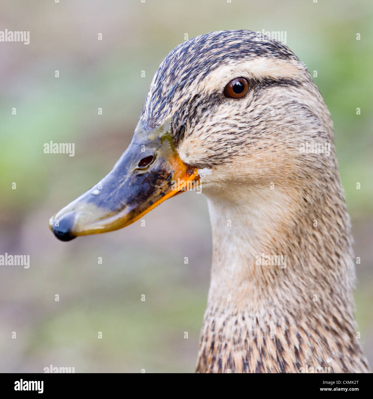 Close-up di una femmina di Mallard duck (Anas platyrhynchos), laterale vista obliqua della testa Foto Stock