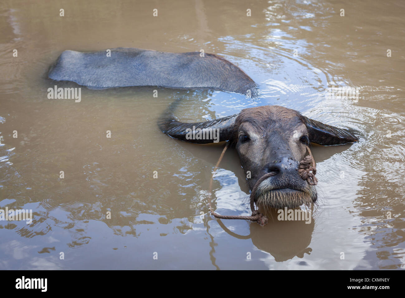 Bufalo d'acqua. Il Vietnam Foto Stock