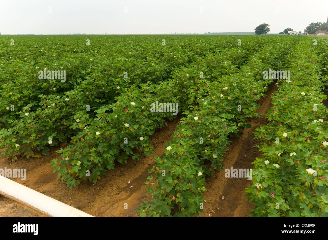 Verde brillante campo di cotone in un giorno nuvoloso. Le piante di cotone sono in fiore in un campo irrigato Foto Stock