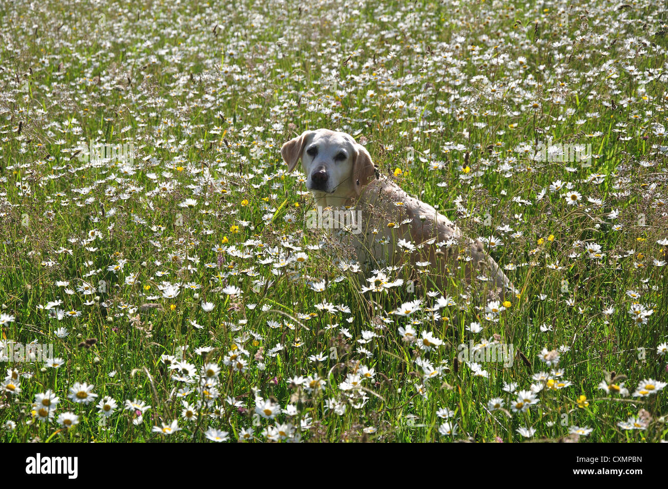 Un labrador dog sitter in un tradizionale fieno prato con un sacco di fiori selvatici REGNO UNITO Foto Stock