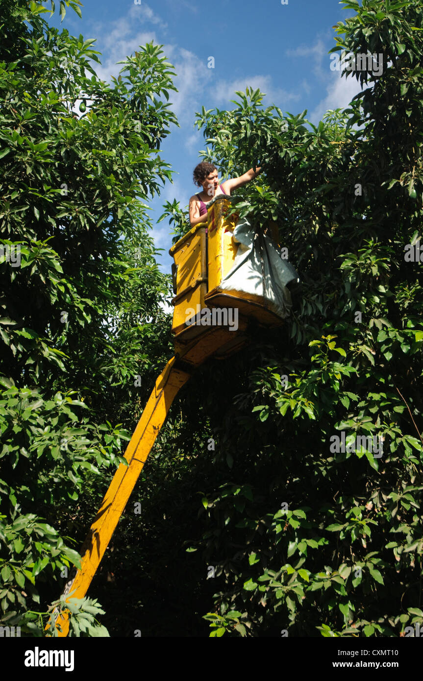Picking avocadi (Persea americana). Con una piattaforma idraulica. Fotografato a Kibbutz Maagan Michael, Israele Foto Stock