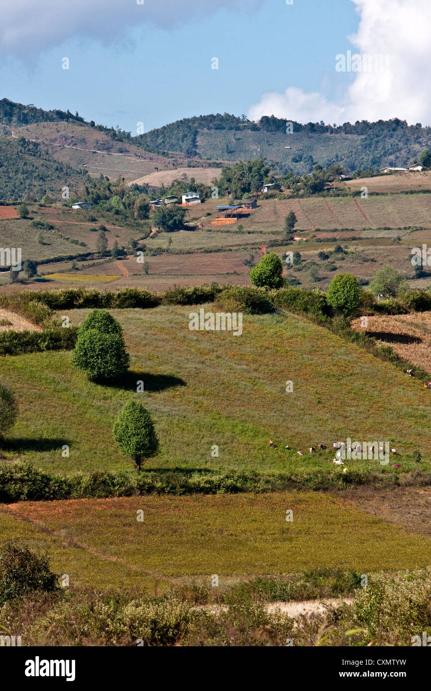 Myanmar Birmania. Terreni agricoli nello stato di Shan. Foto Stock