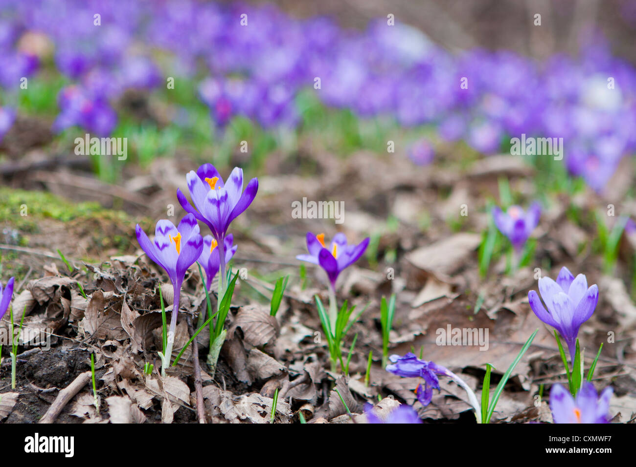 Violetta Crocus fiori sul campo Foto Stock
