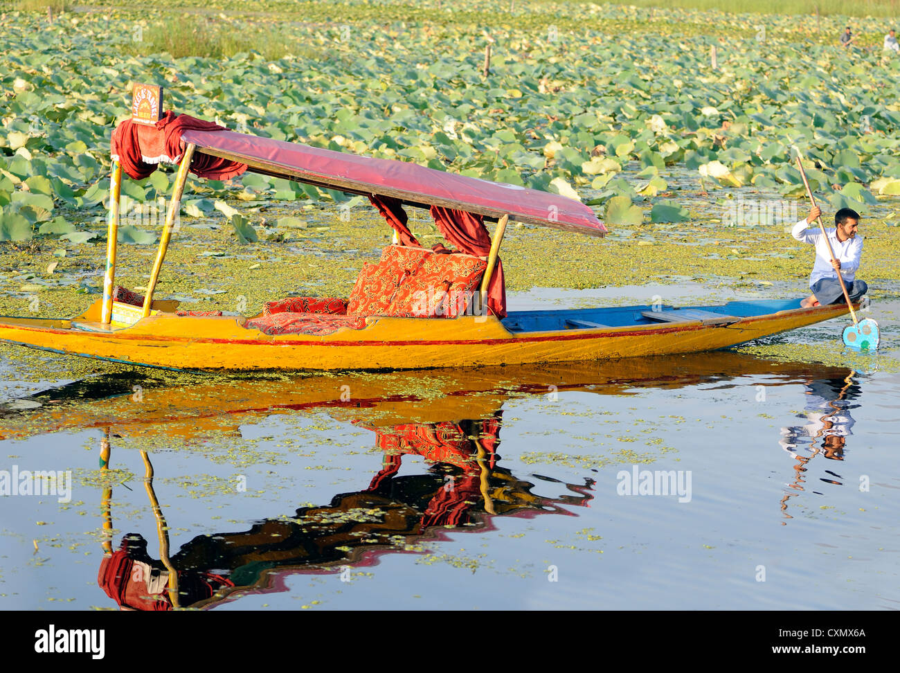 Un giallo shikara, piccole casette di legno acqua taxi boat, è remato lavoro superiore al mattino presto su dal lago. Srinagar Kashmir. India Foto Stock