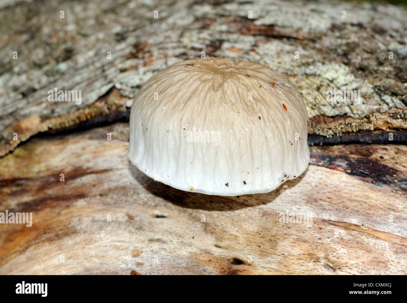 Fungo di porcellana (Oudemansiella mucida) crescente sul marciume in legno di faggio. Calgary, Isle of Mull, Argyll and Bute, Scotland, Regno Unito. Foto Stock