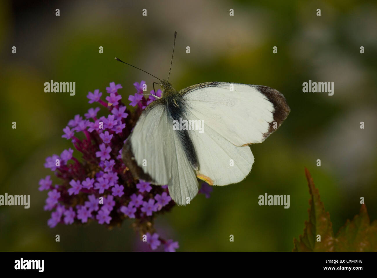 Grande farfalla bianca Foto Stock