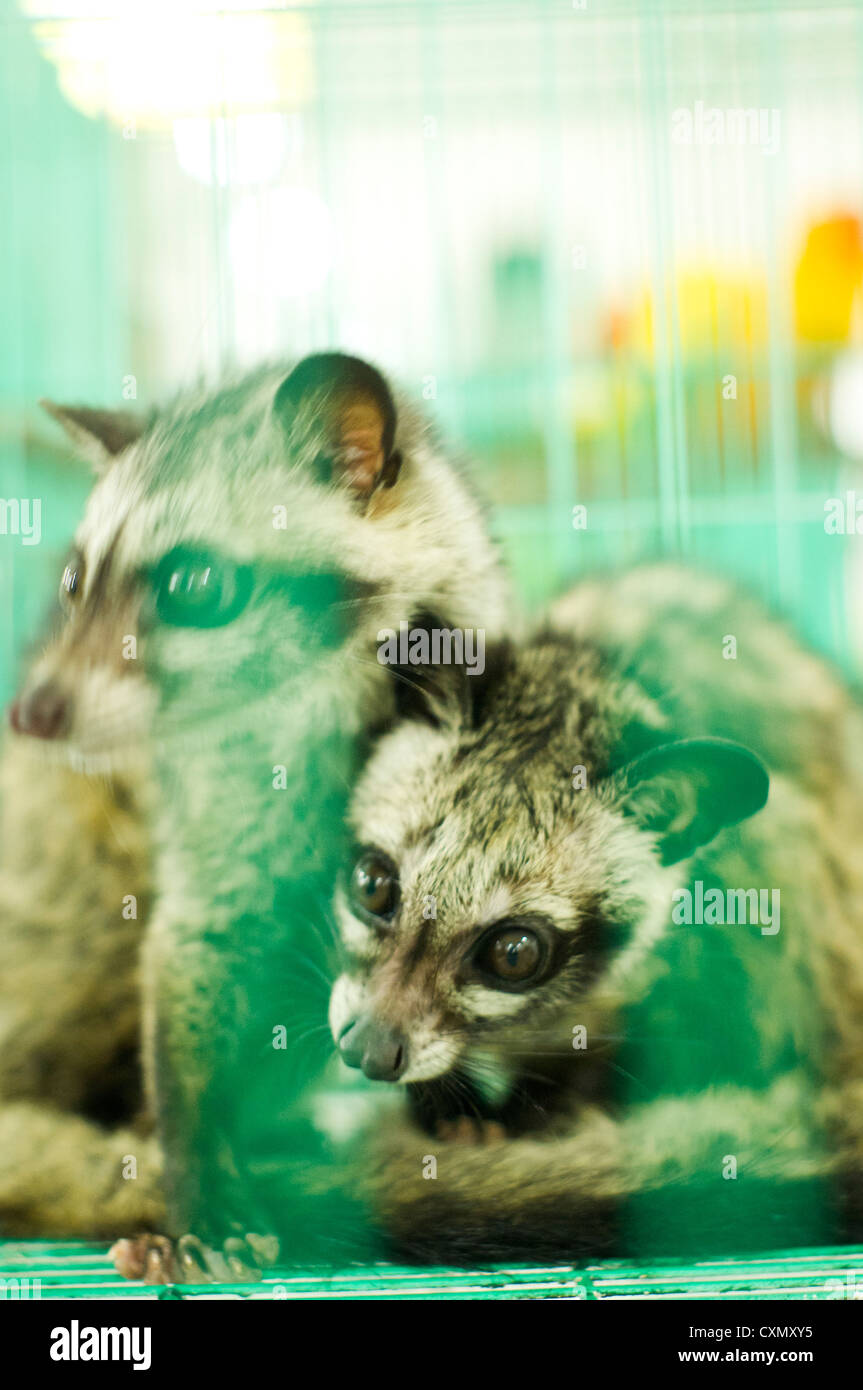 Gli zibetti catturati nella gabbia, un animale selvatico in Asia Paese. Foto Stock