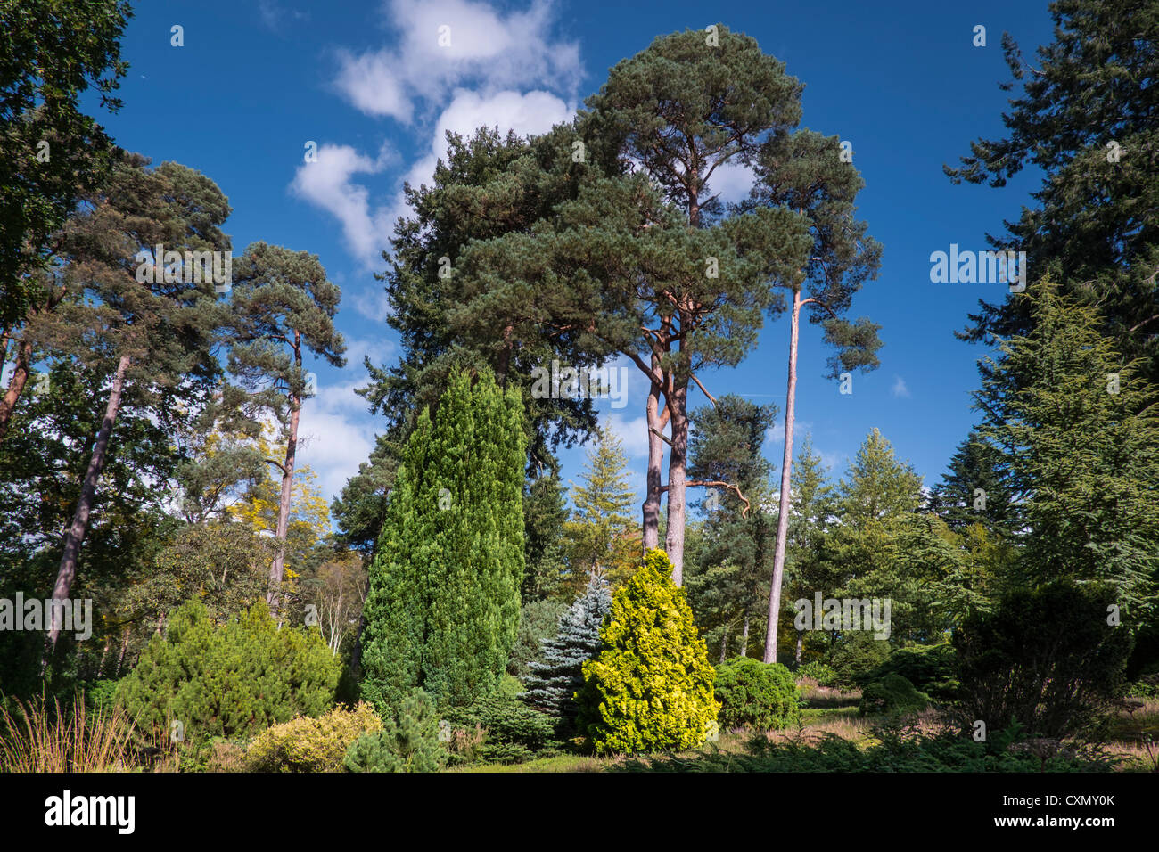 Pino silvestre alberi all'Bedgebury Pinetum, Kent, Regno Unito Foto Stock