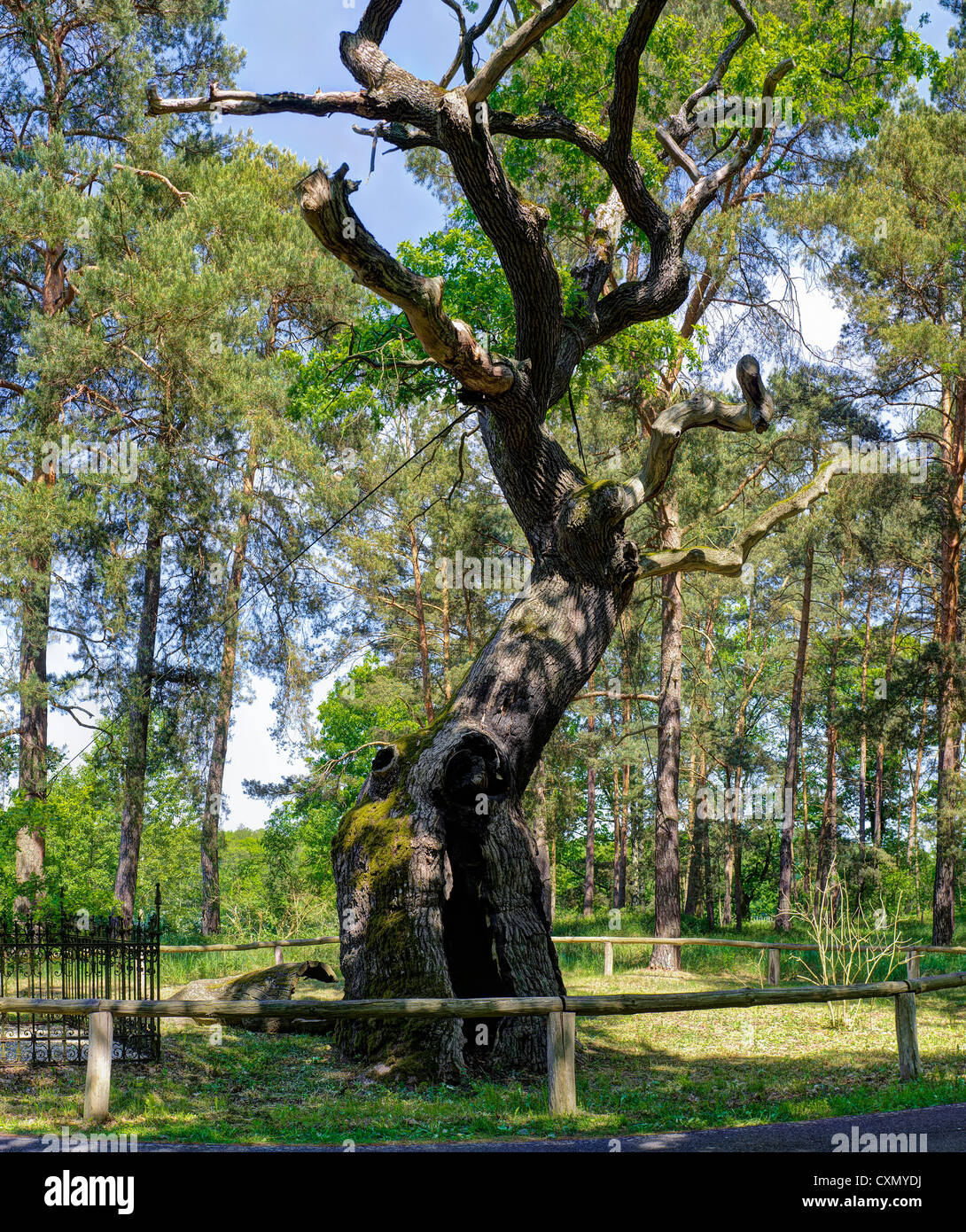 Bosdorf Oak at Baruther Glashuette paese-museo, Baruth Mark, Teltow-Flaeming district, Brandeburgo, Germania Foto Stock