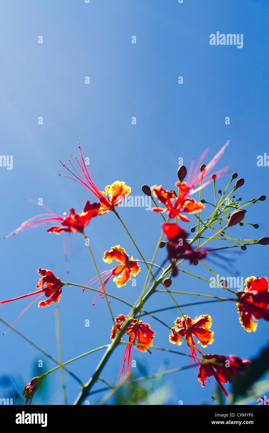 Fiore retroilluminato contro il cielo blu e la forte sun ray. Foto Stock
