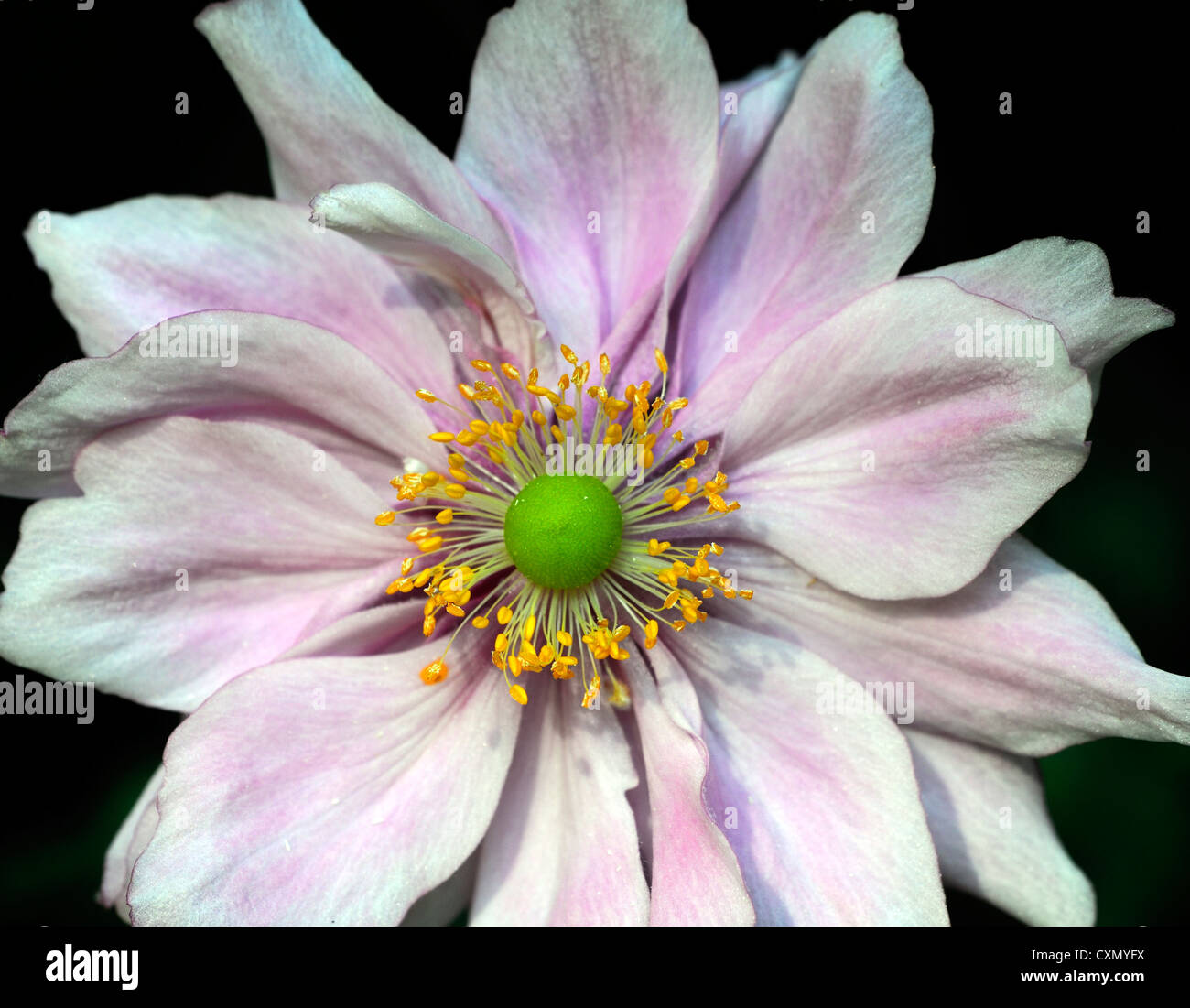 Anemone hupehensis settembre fascino rosa pallido anemone giapponese fiore occhio Giallo autunno autunno autunno perenne fioritura Foto Stock