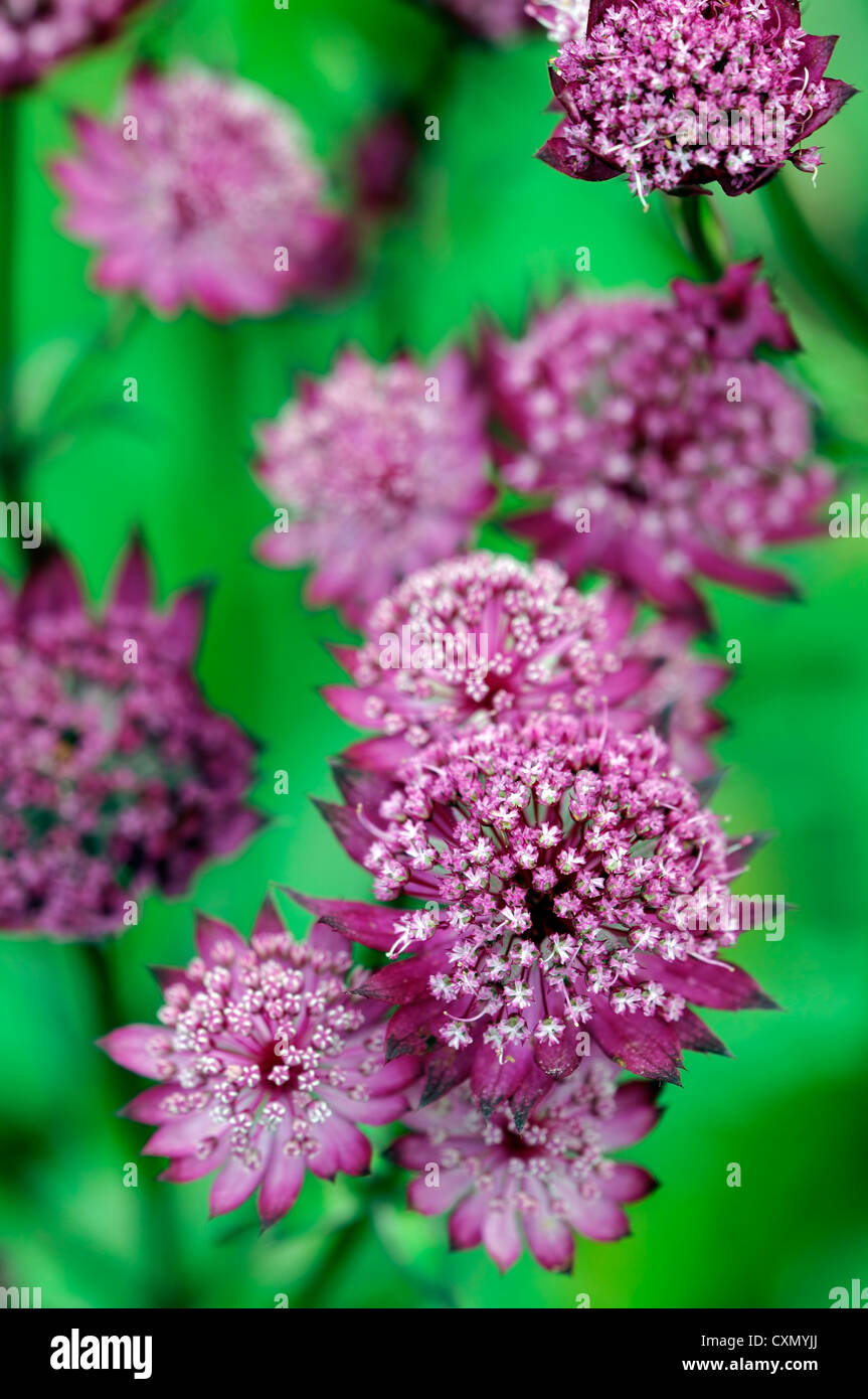 Astrantia major hadspen sangue masterworts estate closeup messa a fuoco selettiva perennials rosso rosa scuro petali di fiori di ritratti di piante Foto Stock