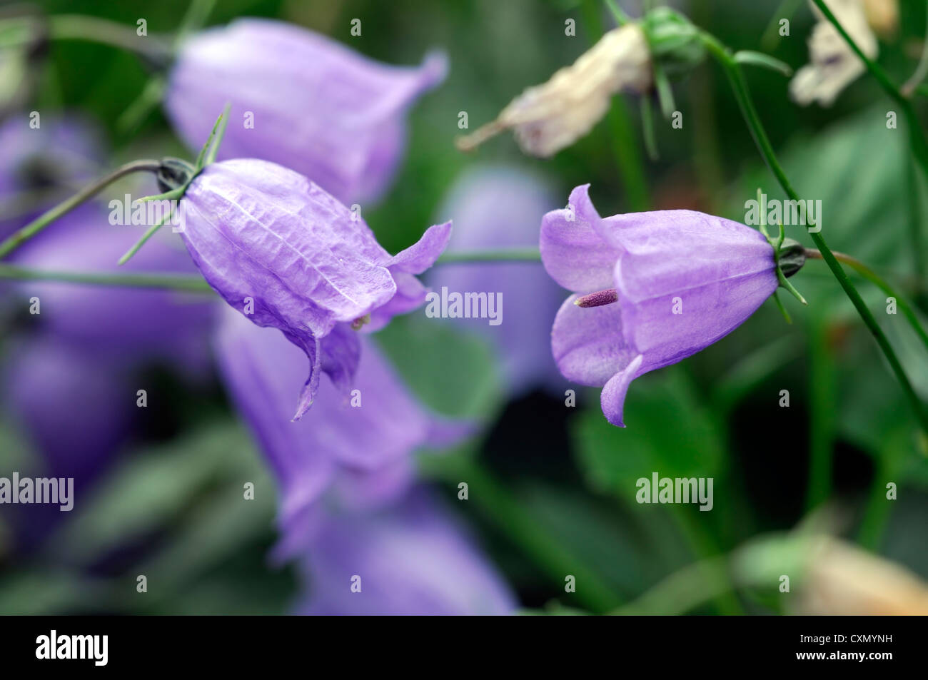 Campanula cochlearifolia fate ditale fiori blu viola pallido harebells fiori  campanule campane piante perenni closeup impianto Foto stock - Alamy