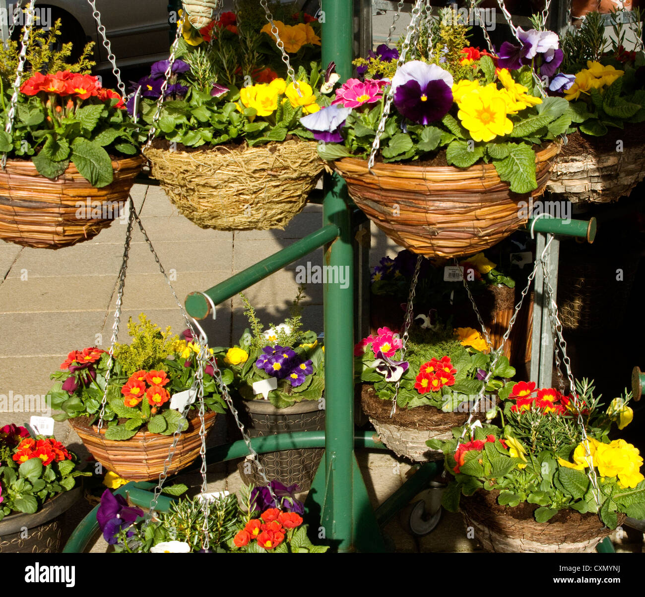 Cestini appesi colorati di primule di polyanthus per la vendita al di fuori di un supermercato, Inghilterra Foto Stock