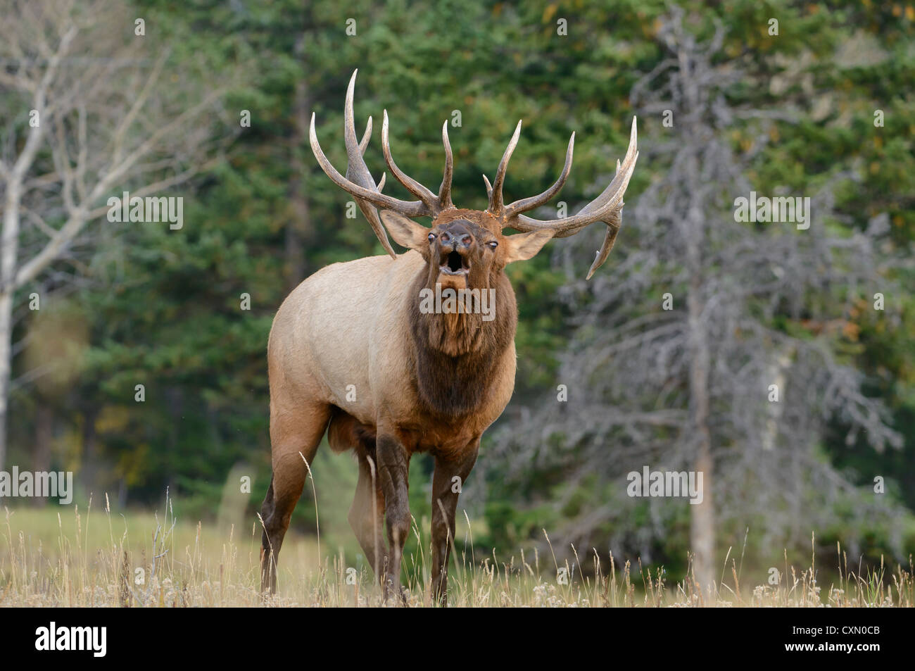Un Bugling Bull Elk (Cervus elaphus) nelle montagne rocciose del nord occidentali del Nord America. Foto Stock