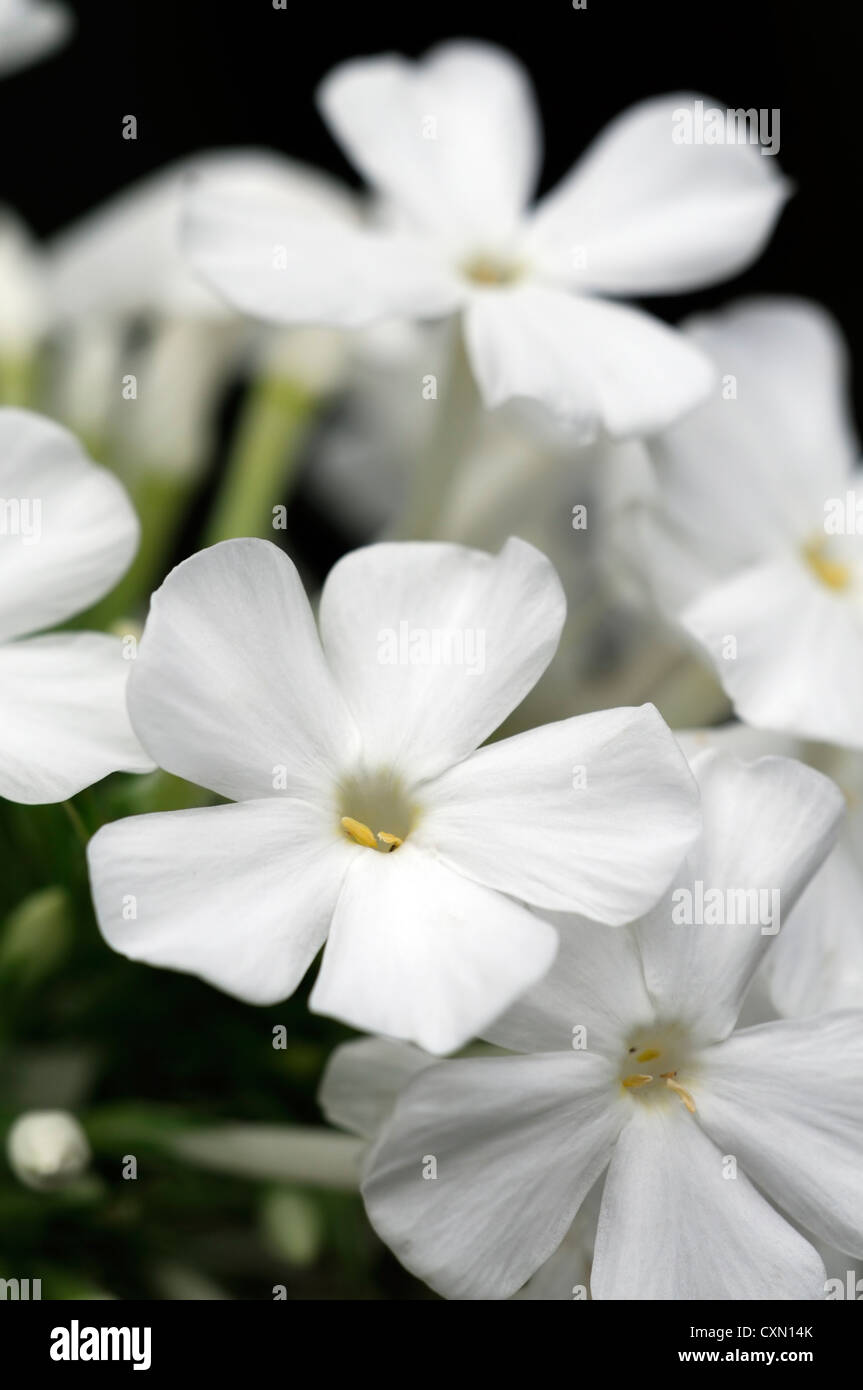 Phlox paniculata Fujiyama fiori bianchi fiori profumati spike piante  erbacee perenni impianto Foto stock - Alamy