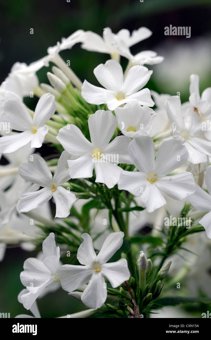 Phlox paniculata Fujiyama fiori bianchi fiori profumati spike piante  erbacee perenni impianto Foto stock - Alamy