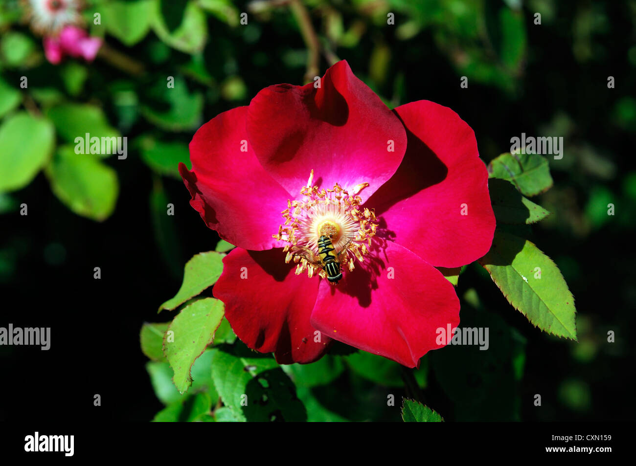 Rosa rossa singola uno scalatore di arrampicata fioritura di fiori Foto Stock