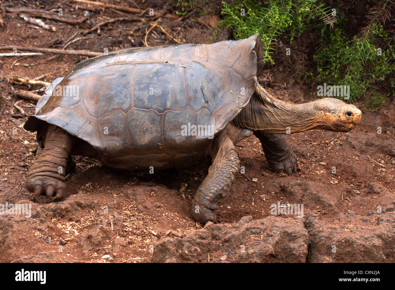 Le Galapagos La tartaruga gigante a piedi Foto Stock
