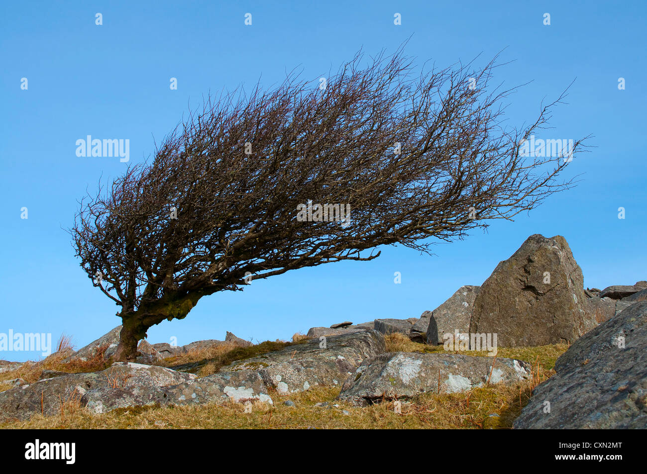 Un vento sfrondato biancospino a forma di albero in Bodmin Moor in cornwall, Regno Unito Foto Stock