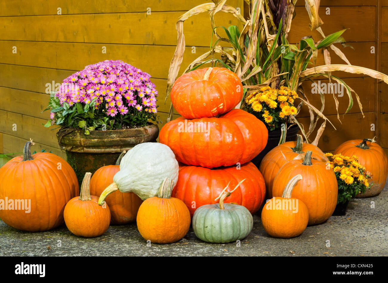 Bovlleetd Fondali del Ringraziamento Sfondo di foto di paesaggio autunnale Sfondo rotondo di mais con zucca e tacchino con luci per la decorazione della festa del Ringraziamento 150 cm