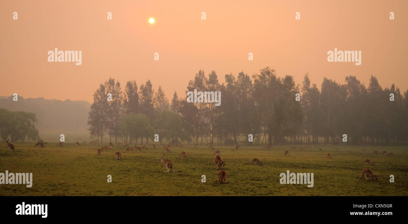 Eastern grigio grigio canguri con una nebbiosa smoky sfondo Foto Stock