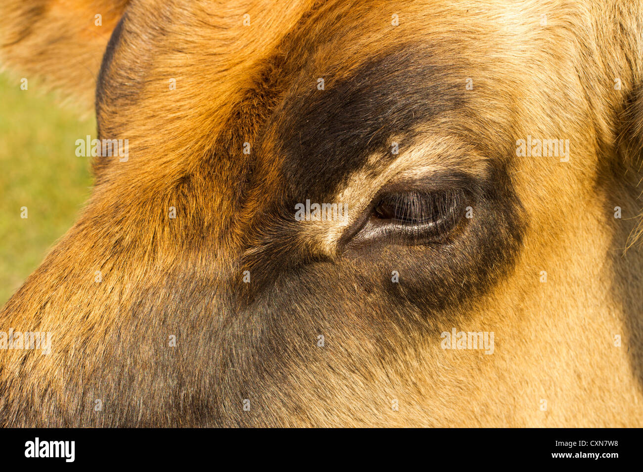 Occhio della mucca Foto Stock