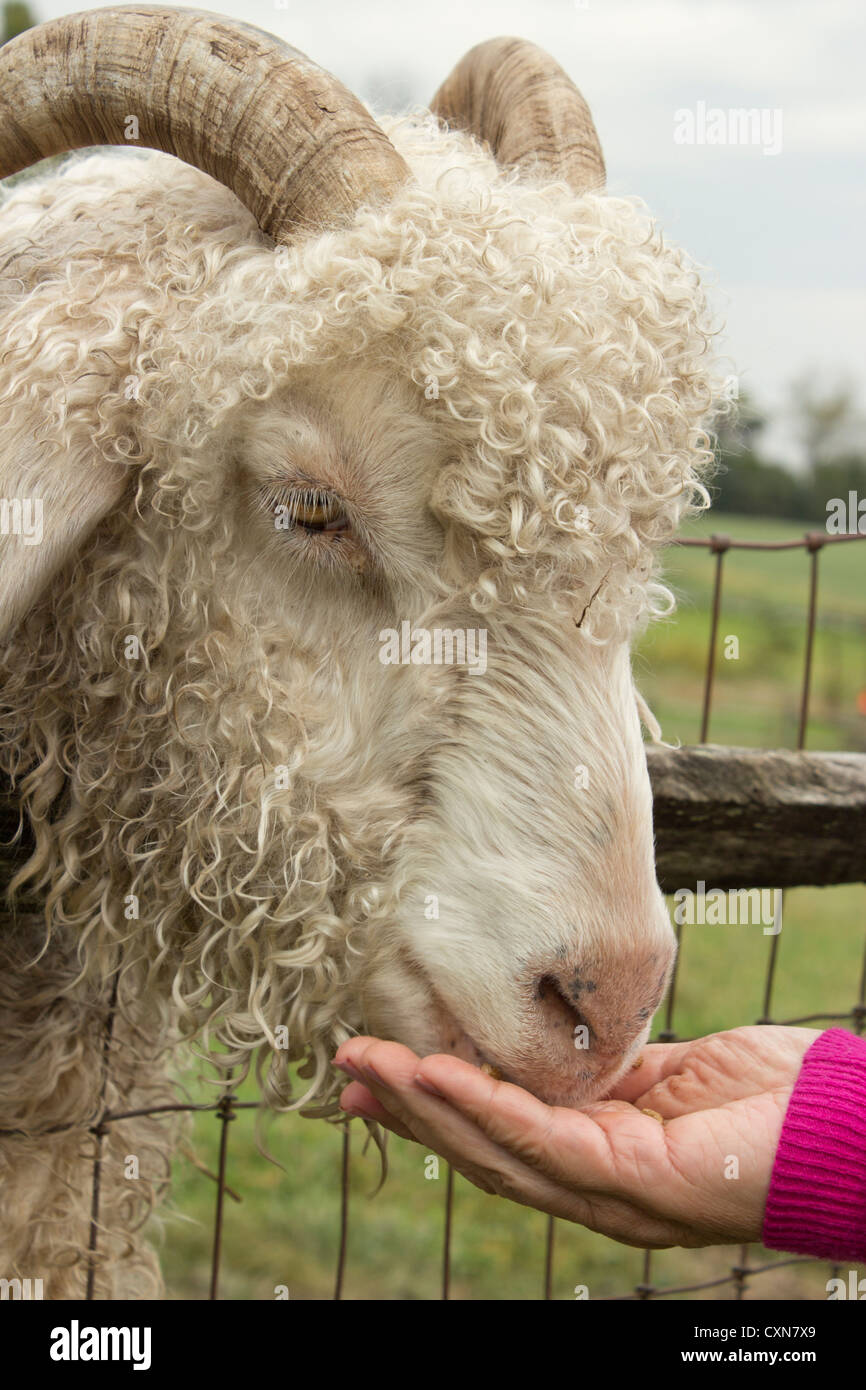 Pecore essendo alimentati in uno zoo di animali domestici Foto Stock