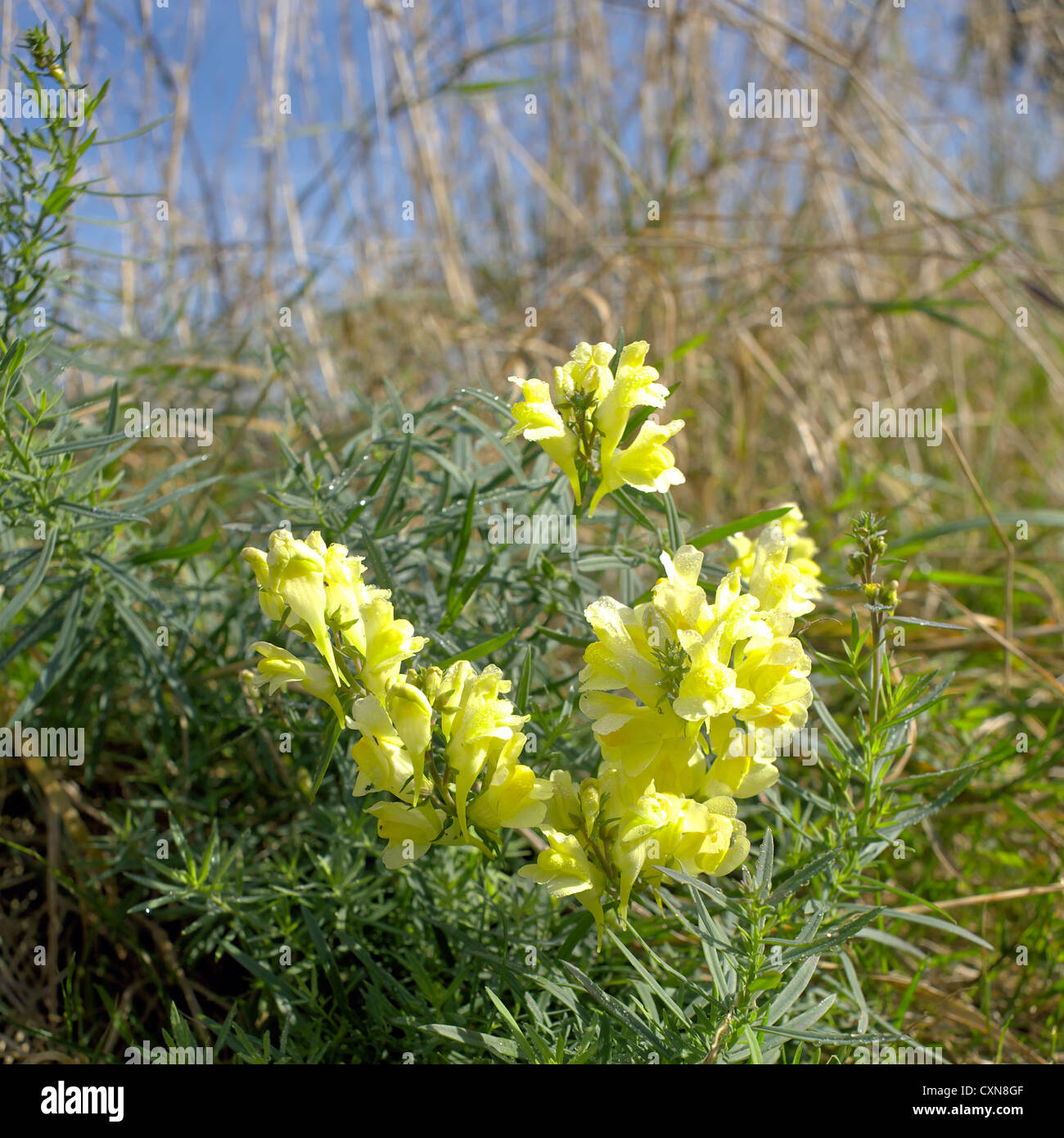 Toadflax comune o giallo ( Toadflax Linaria vulgaris ), Surrey, Inghilterra, Ottobre, burro e uova, inglese britannico, Foto Stock