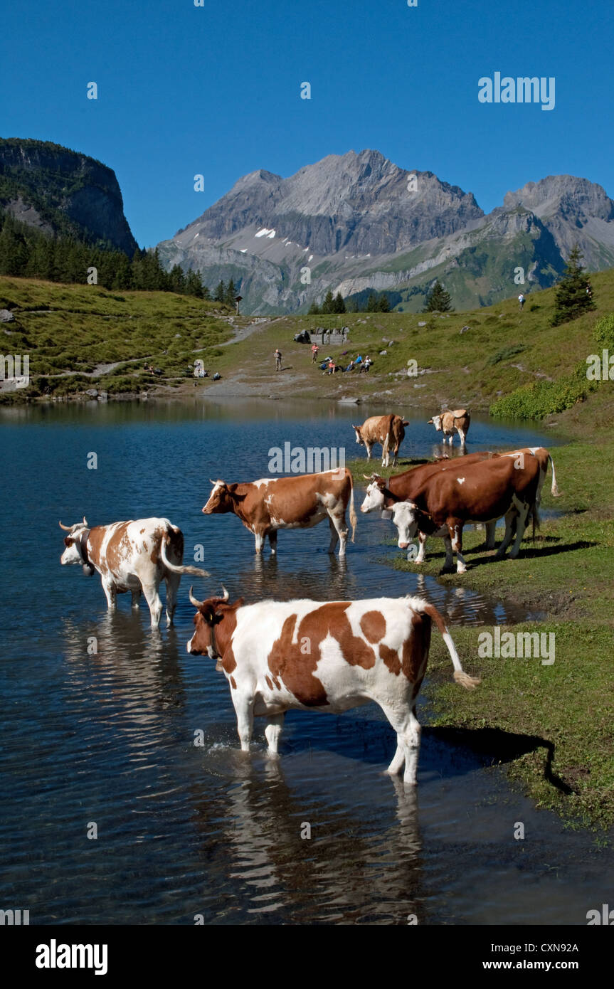 Bestiame alpino con campane delle mucche Lago Oeschinen Kandersteg - Svizzera Foto Stock