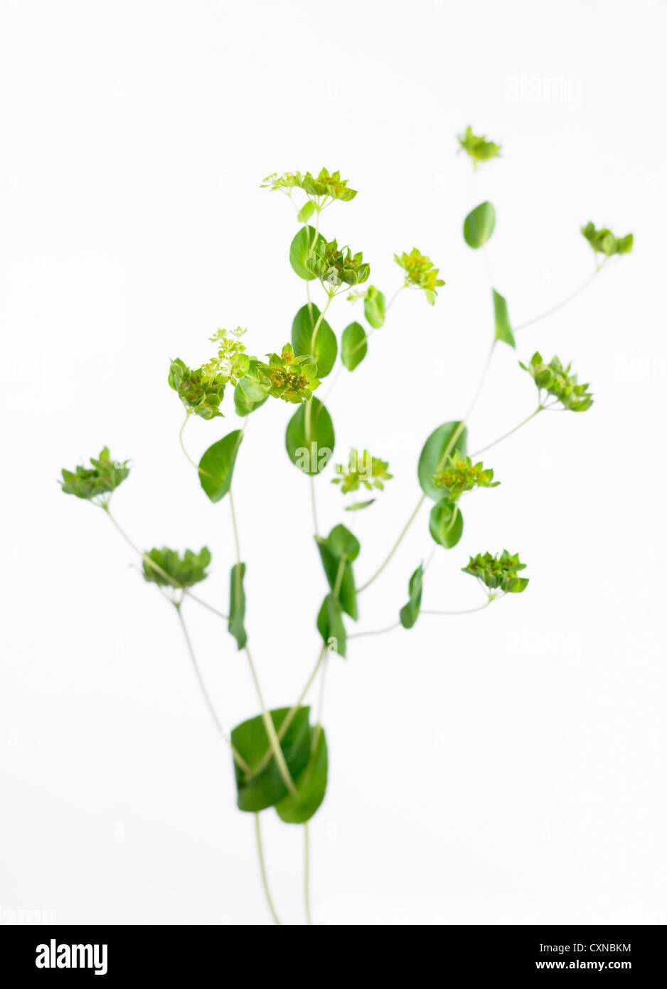 Griffithii Bulpeurum nome comune Thorow-cera, Hare's Ear Foto Stock Griffithii Bulpeurum nome comune Thorow-cera, Hare's Ear Foto Stock
