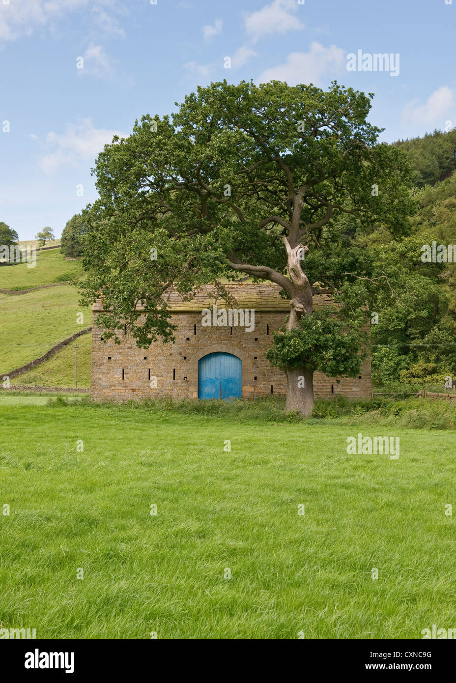 Il vecchio fienile e albero in North Yorkshire Dales Foto Stock