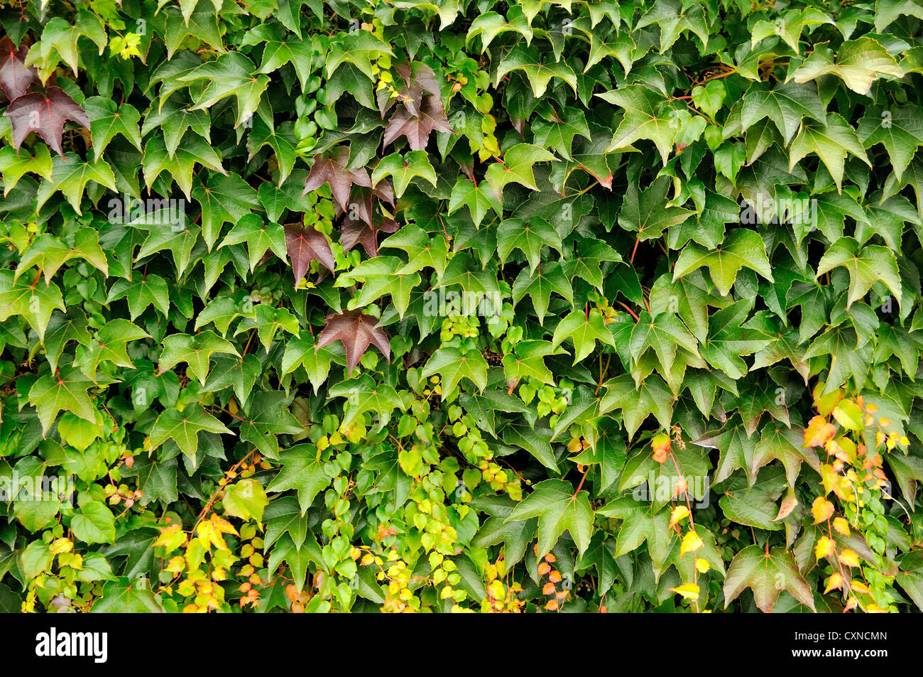 Primo piano immagine di sfondo di verdi recinzione live il superriduttore. Foto Stock