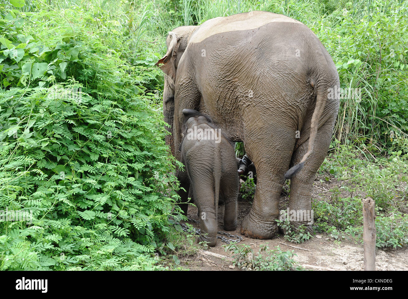 La vita di elefante nell'Elephant Conservation Centre nella Repubblica popolare democratica del Laos, sud-est asiatico. Foto Stock