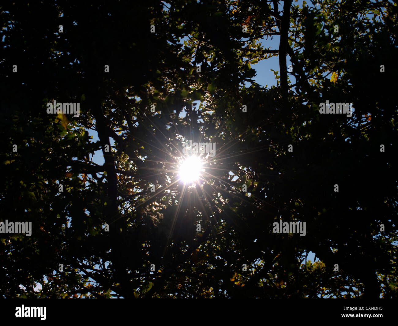 Sun splendenti attraverso gli alberi, REGNO UNITO Foto Stock