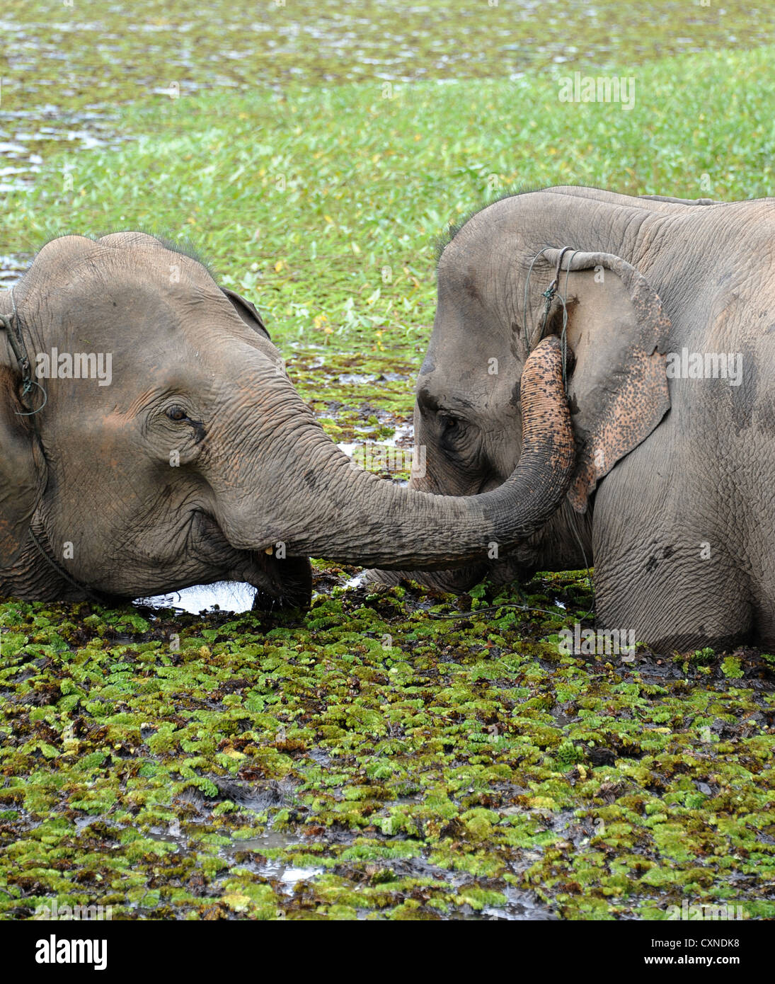 Due elefanti si bagnano nelle alghe del lago coperto nell'Elephant Conservation Centre nella Repubblica popolare democratica del Laos. Foto Stock