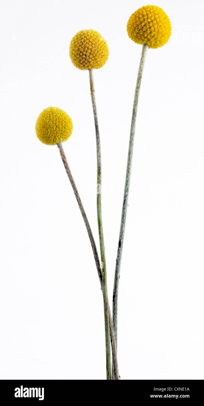 Craspedia globosa nome comune bacchette, pulsanti di Billy Billy sfere Foto Stock Craspedia globosa nome comune bacchette, pulsanti di Billy Billy sfere Foto Stock