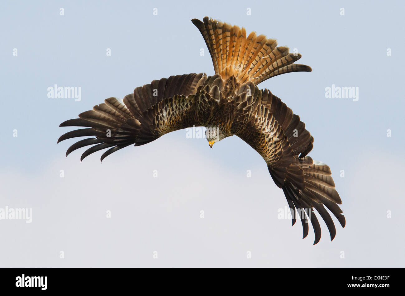 Un Welsh Nibbio reale (Milvus milvus) piomba in un tuffo per alimenti in Galles centrale Foto Stock