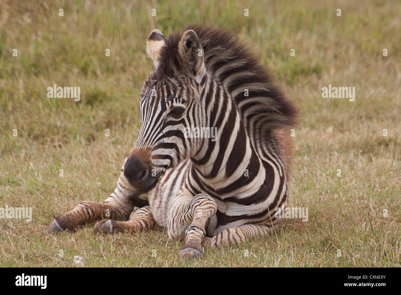 Appoggio zebra puledro Foto Stock