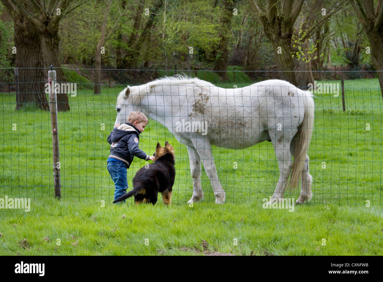 Curioso pastore tedesco cane (Canis lupus familiaris) cucciolo con bambino guardando a cavallo attraverso la recinzione da giardino Foto Stock