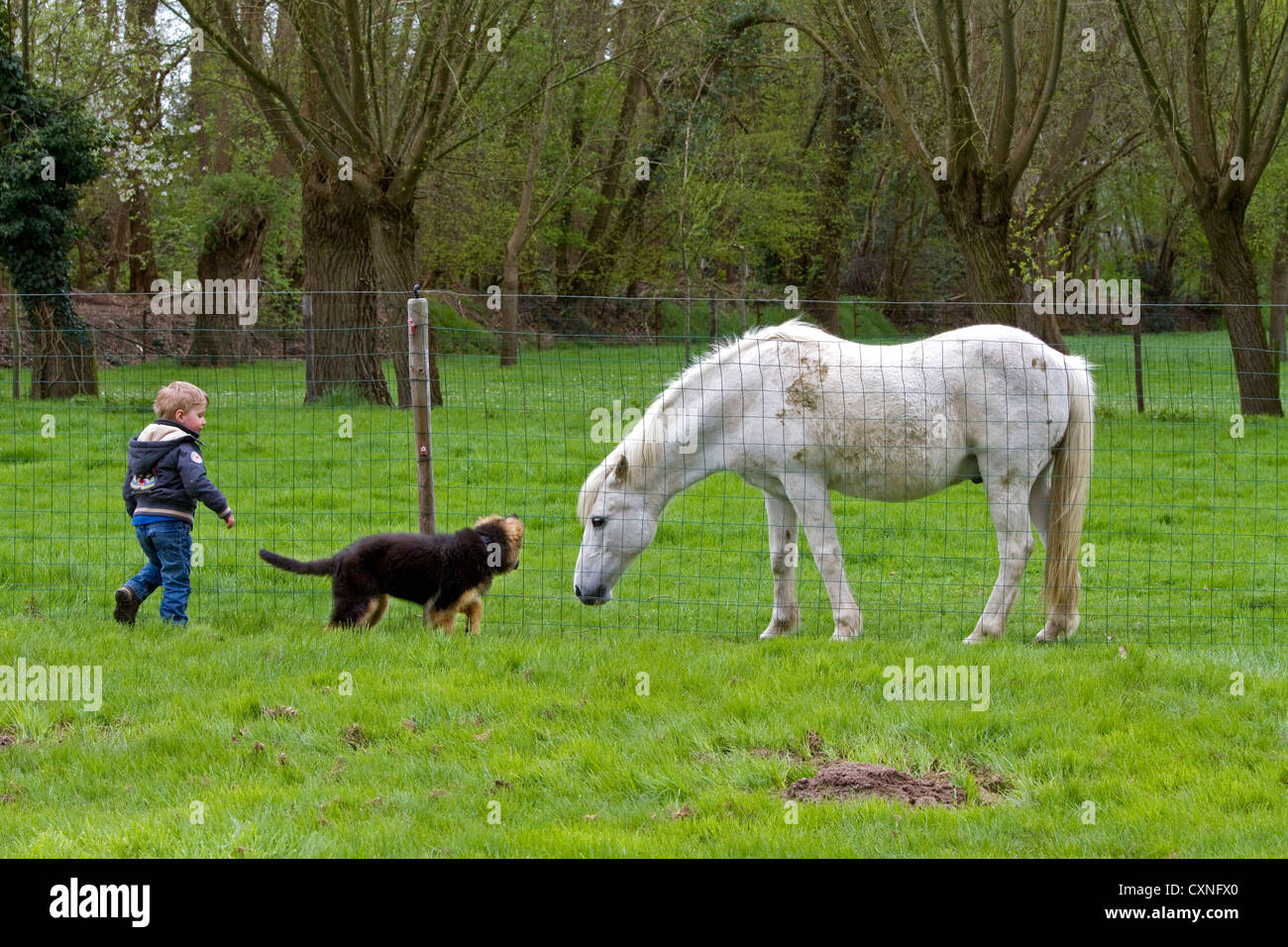 Curioso pastore tedesco cane (Canis lupus familiaris) cucciolo con bambino guardando a cavallo attraverso la recinzione da giardino Foto Stock