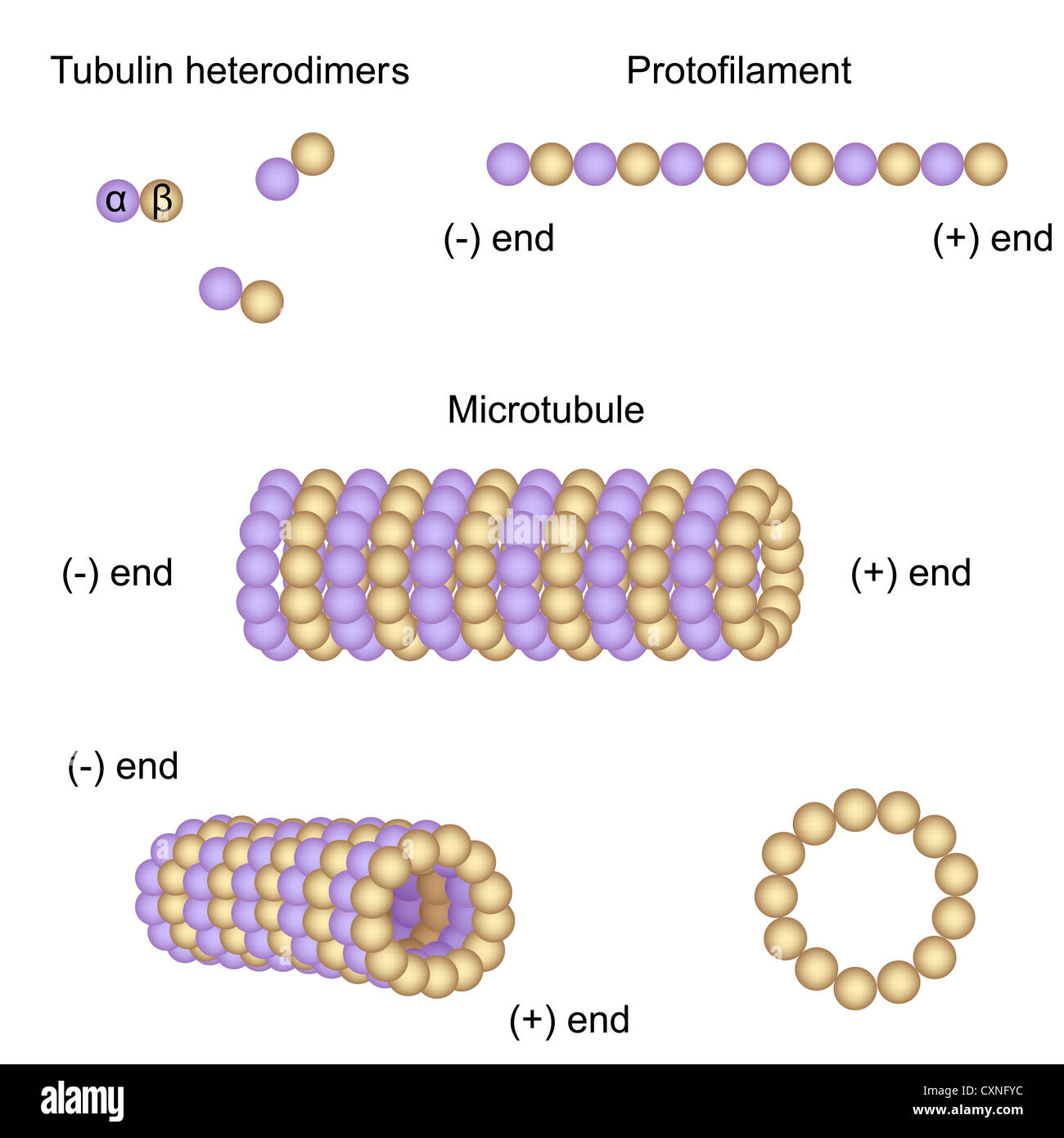Struttura e assemblaggio dei microtubuli Foto Stock