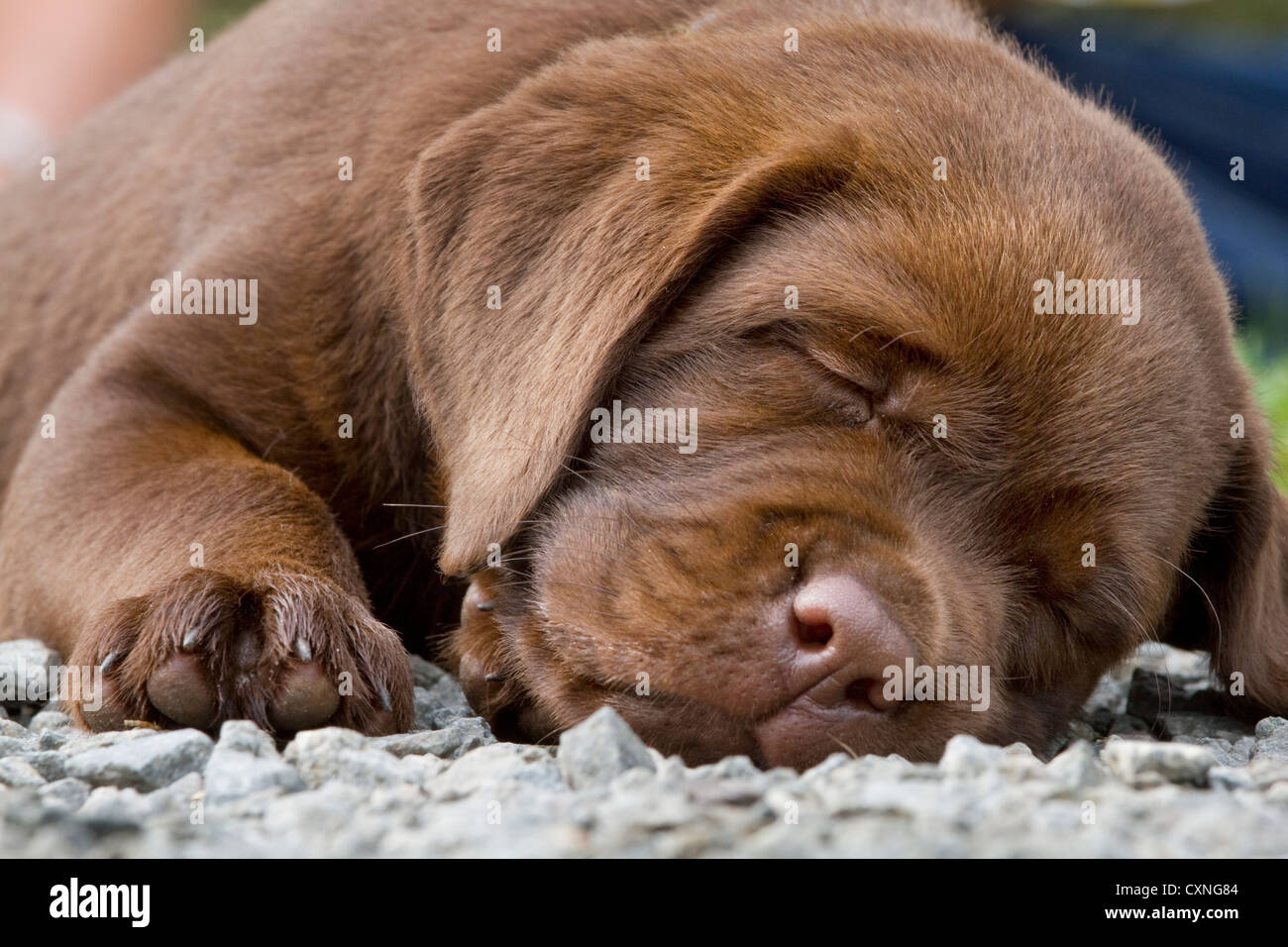Il Labrador (Canis lupus familiaris) pup dormire in giardino Foto Stock
